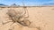 Dried plant and view of Sphinx rock in Wadi Rum