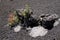  dried plants on black volcanic ashes in central Chile