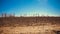 Dried plants in the Gobi Desert, China