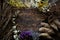 Dried plants and herbs.