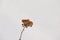 Dried plants in the snow, natural light