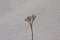 Dried plants in the snow, natural light