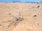 Dried plants in Wadi Rum desert
