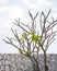 Dried Plumeria branches