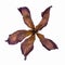 Dried plumeria flower