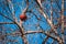 Dried pomegranate on tree