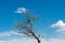 Dried poplar tree, beautiful blue sky with white clouds