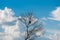 Dried poplar tree, beautiful blue sky with white clouds