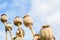 Dried poppy head. Opium drugs plant