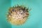 Dried and preserved antique puffer fish tetraodontidae specimen