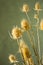 Dried prickly plant