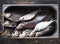 Dried privately, in the fresh air, salted large bream, in a metal container.Close up.River fish