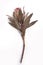 Dried Protea Neriifolia or Oleanderleaf Protea on a white background for bouquets