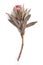 Dried Protea Neriifolia or Oleanderleaf Protea on a white background for bouquets