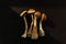 Dried Psilocybe Cubensis Psilocybin Mushrooms on black backfround, flat lay. Magic shrooms Golden Teacher. Psychedelic inspiration