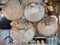 Dried puffer fish figurines are hung in fishermen`s restaurants