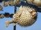 Dried Puffer Fish sold as Souvenirs in Crete