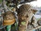 dried puffer fish with spikes.