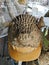 dried puffer fish with spikes.