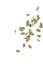 Dried Pumpkin Seeds Falling Bulk. isolated Over White Background