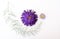 Dried purple aster flowers and asparaus leaf, laid out in a pattern on a white background.