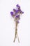 Dried purple flower on white background