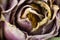 Dried purple rose. Macro. Closeup