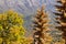 Dried Puya chilensis, Chagual flower on a mountain at the Seven Cups National Park, Chile