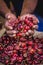 Dried red chilli peppers. Old man hands holding a big handful of spicy red chilli on red chilli background for cooking.food