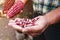 Dried red corn cob, maize of red color in mexican hands in mexico