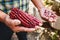 Dried red corn cob, maize of red color in mexican hands in mexico