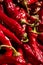 Dried red pepper background. Process of natural drying red pepper on sun