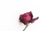 Dried red rose isolated on white background