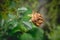 Dried red rose on nature background. Dried dead flowers red rose