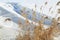 Dried reed on a background of large snowdrifts on a sunny winter day