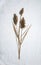 Dried reed flower bouquet on white linen background