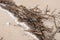 Dried reed stems on sand beach