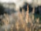 Dried reed - wetland plant closeup.