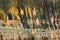 Dried reed - wetland plant on wind