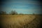 Dried reeds in an abandoned irrigation canal. Country landscape. Vignette