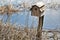 Dried reeds around a rustic birdhouse on a fence