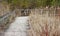 Dried reeds and cattails along wooden boardwalk at nature park