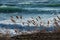 Dried reeds on the shore with blurred waves background