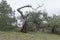 Dried relict treelike juniper with a bizarrely curved trunk