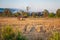 Dried Rice Field with Abandoned Farmer Hut [Soft Focus]