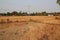 dried rice field at khone island (laos)