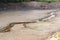 Dried river bed in the desert