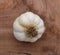 Dried Roots on the Bottom of a Garlic Bulb