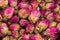 Dried rose buds with magenta pink petals to make aromatic herbal