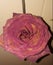 Dried rose in full bloom